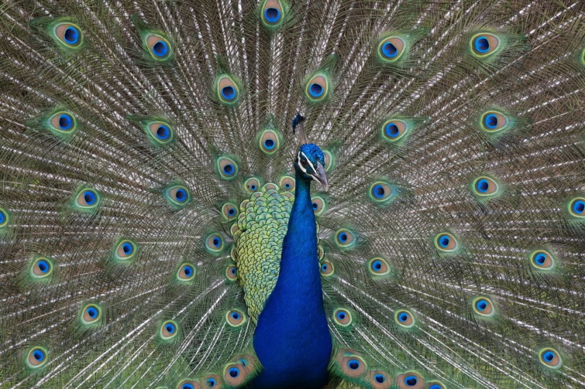 HONOUR.....Image of the Month.....Sharryl Whiting